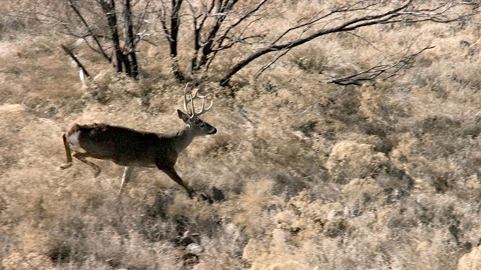 Image described below