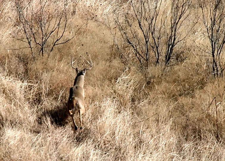 Description-forrest_armke_20080117_142