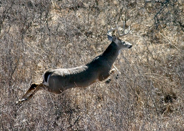 Image described below