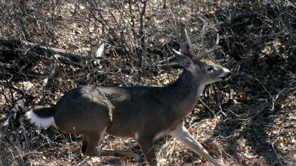 Image described below