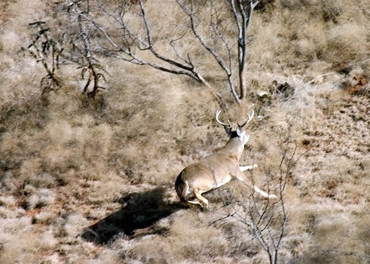 Image described below