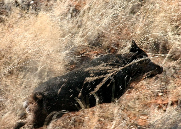 Image described below