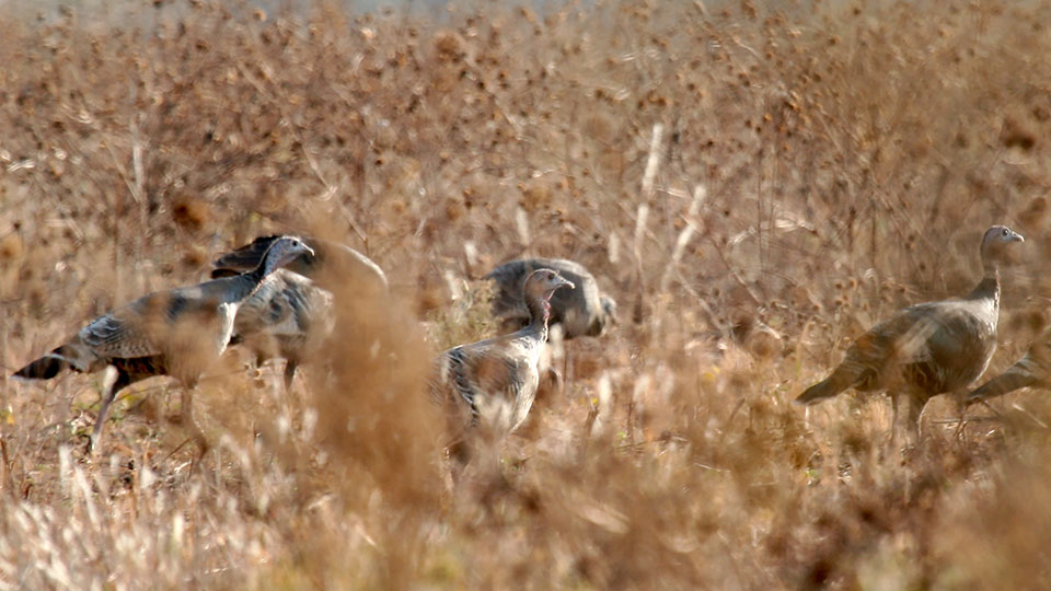 Image described below