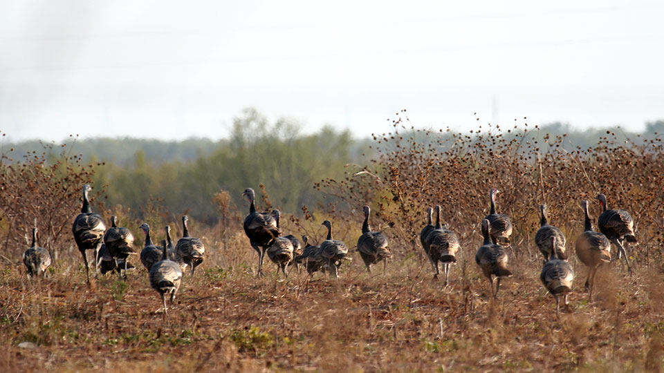 Image described below