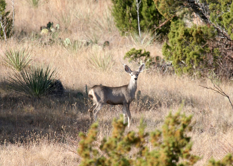 Image described below