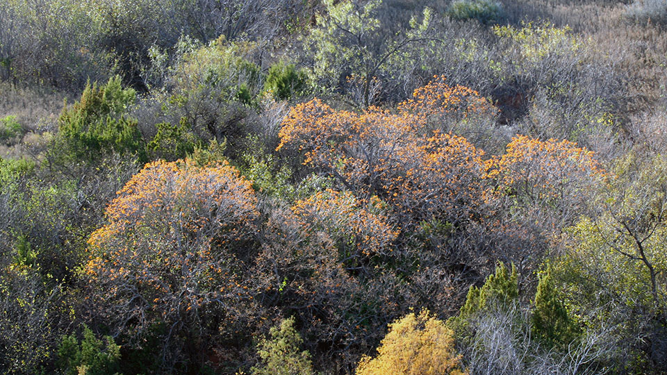 Image described below