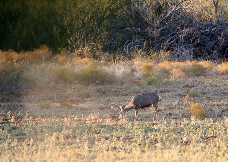 Image described below