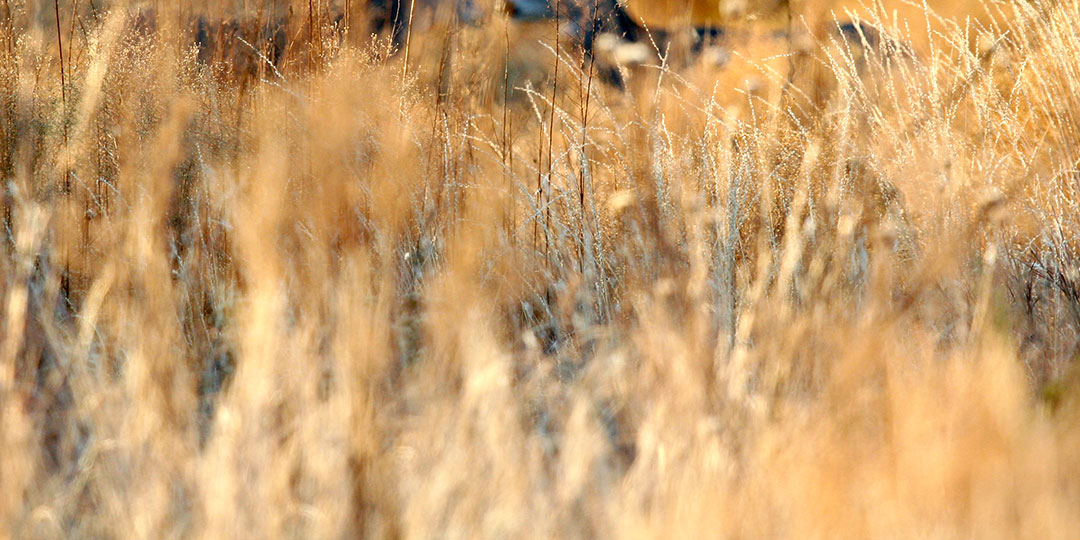 Image described below