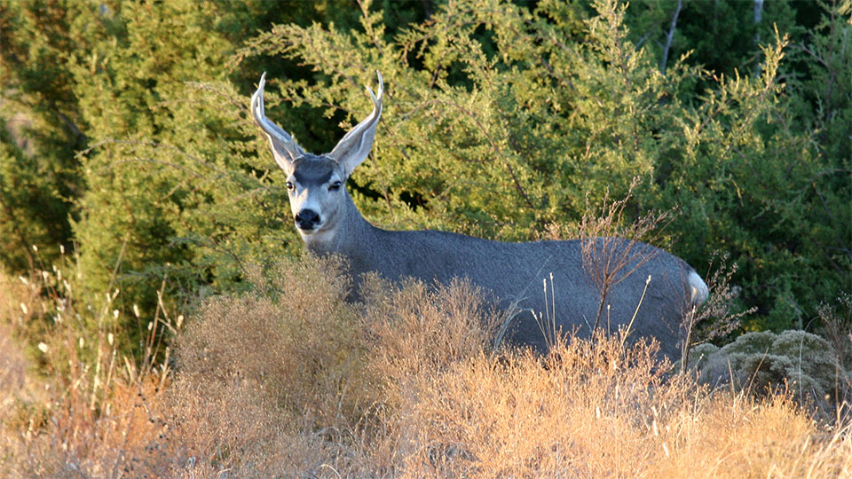 Image described below