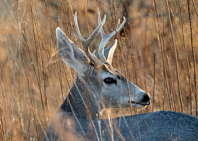 Image described below