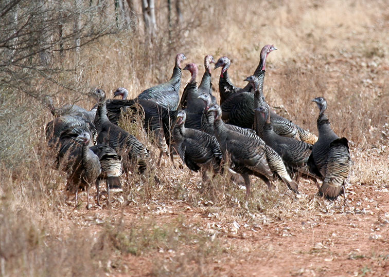 Image described below