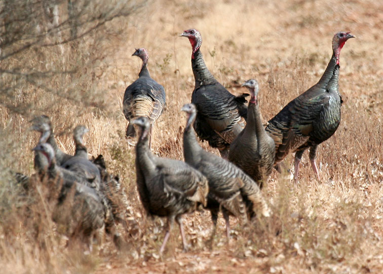 Image described below