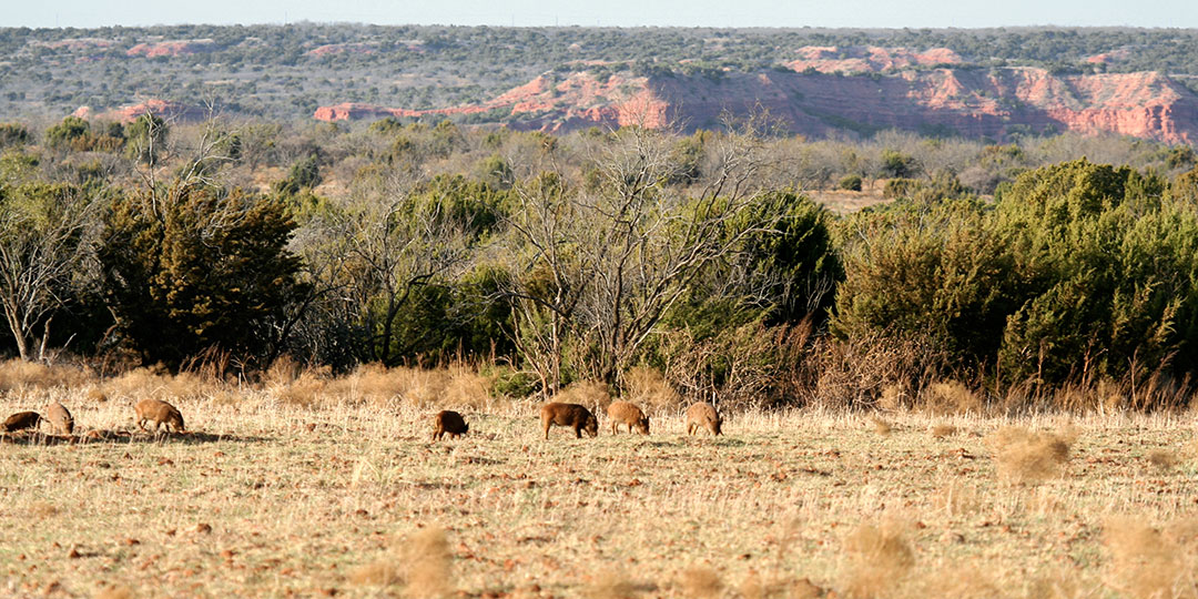 Image described below