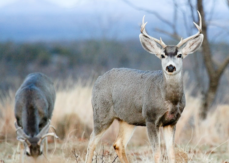 Image described below