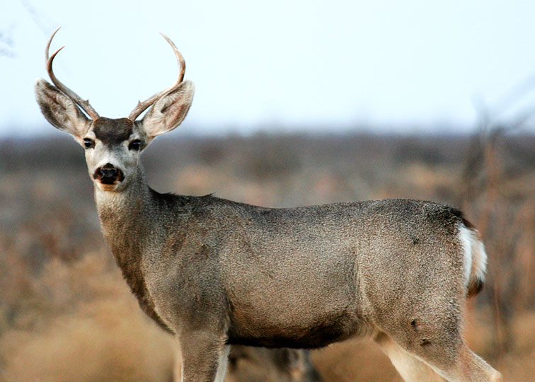 Image described below