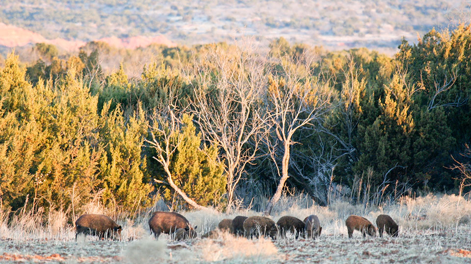 Image described below