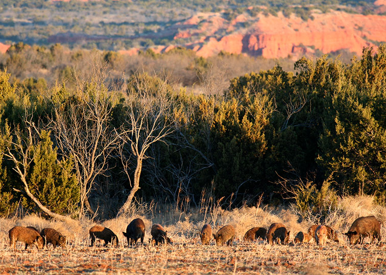 Image described below