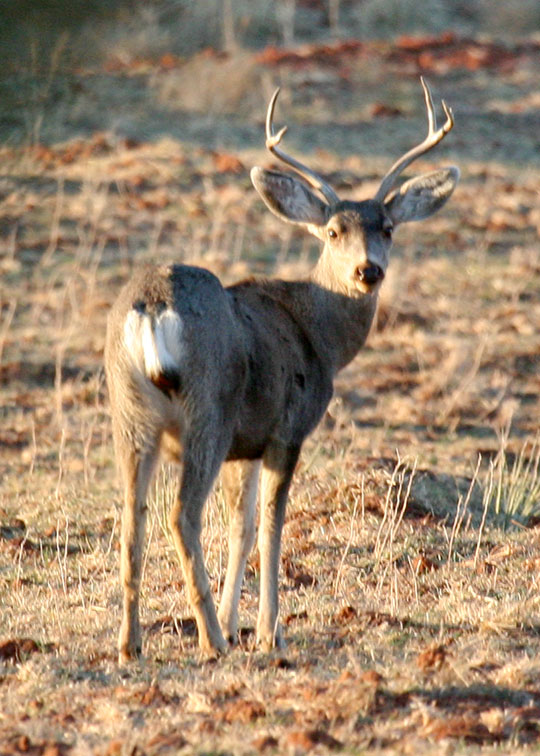 Image described below