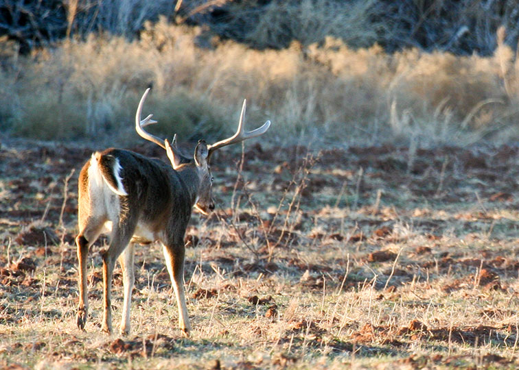 Image described below