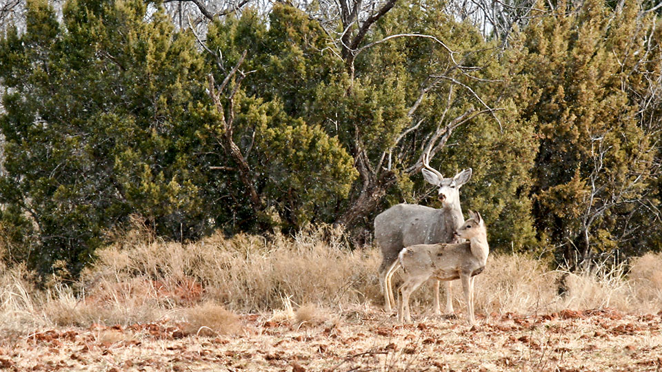 Image described below