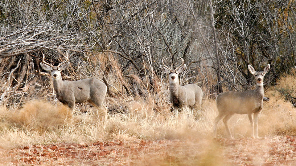 Image described below