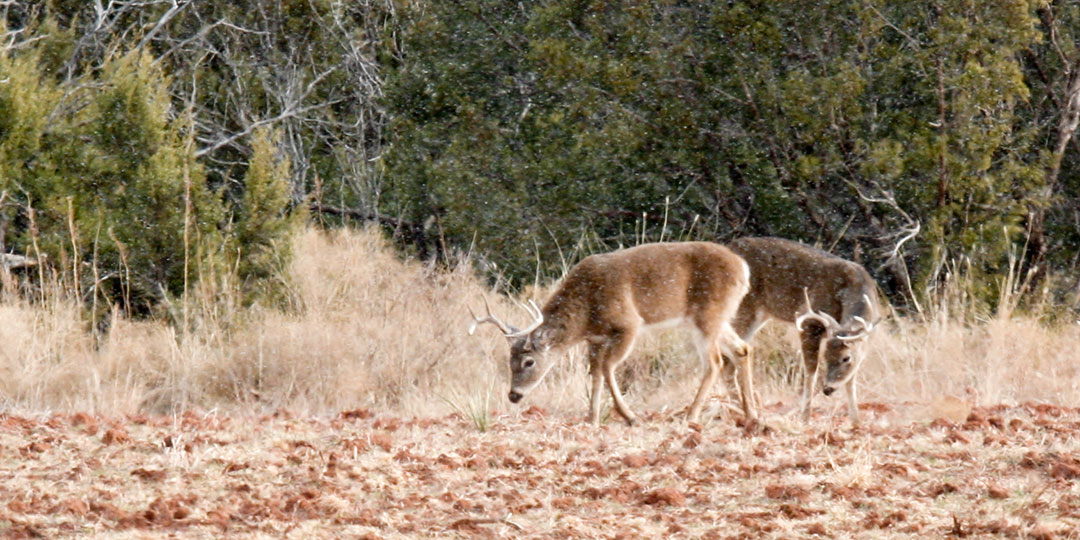 Image described below