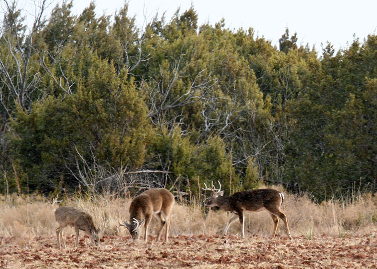 Image described below