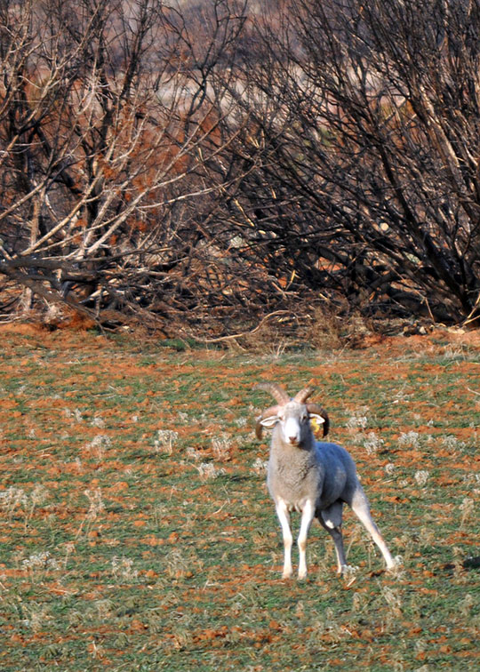 Image described below