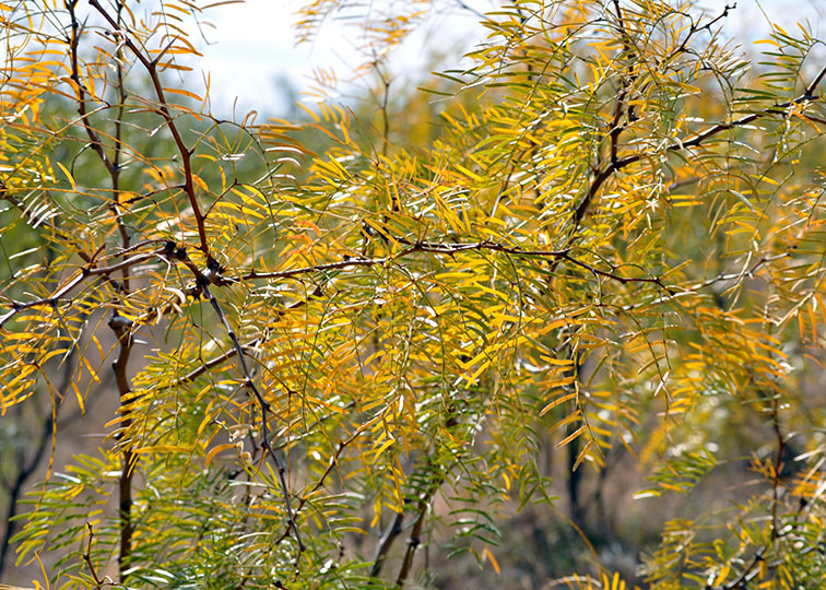 Image described below