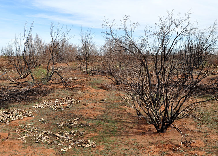 Image described below