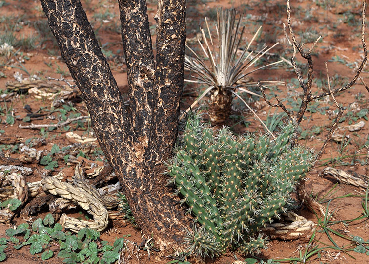 Image described below