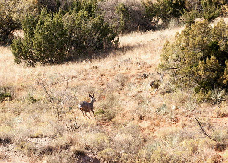 Image described below