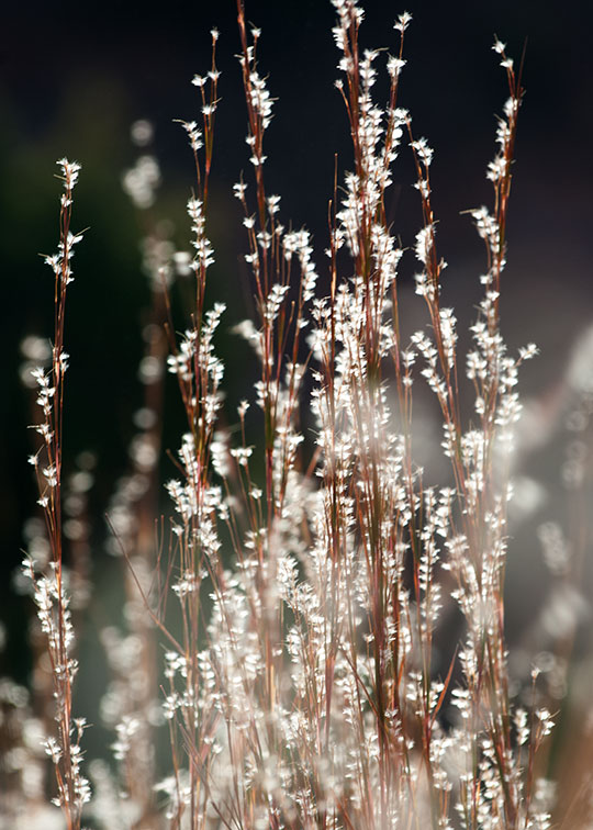 Image described below