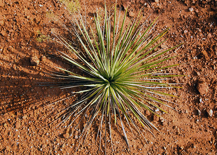 Image described below