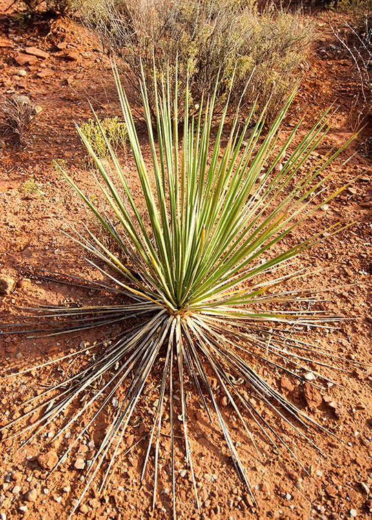 Image described below