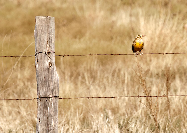 Image described below