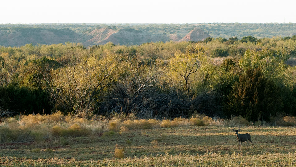 Image described below