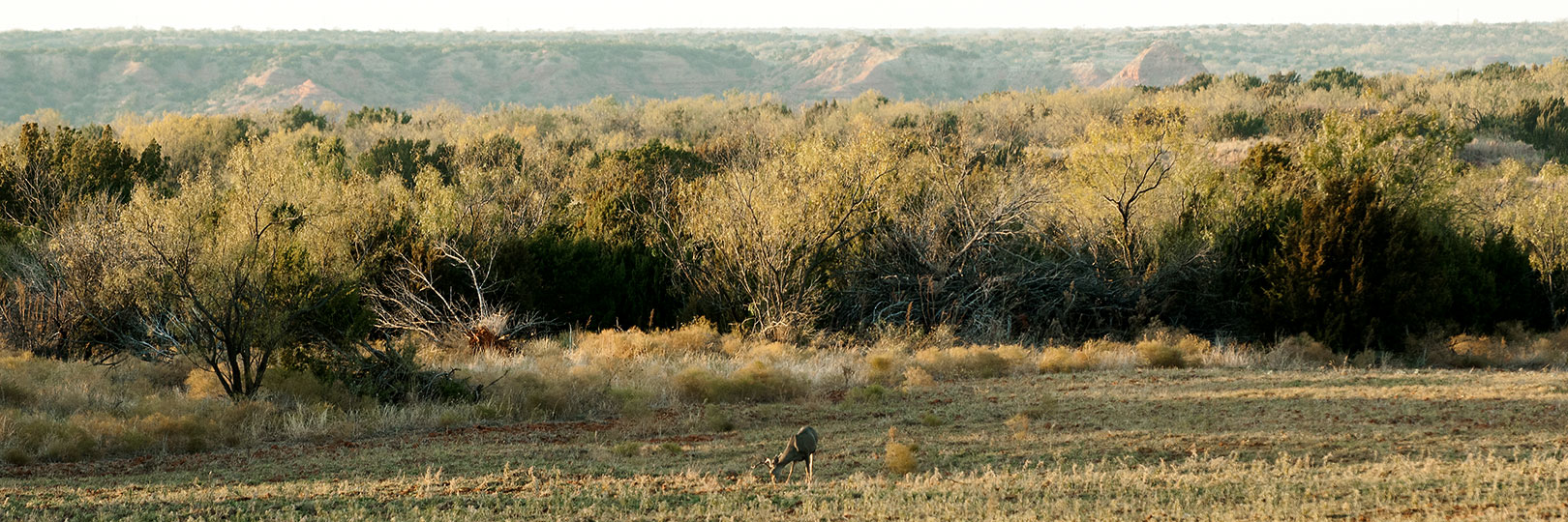 Image described below