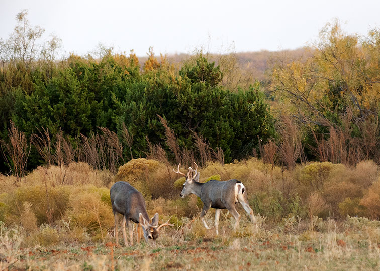 Image described below