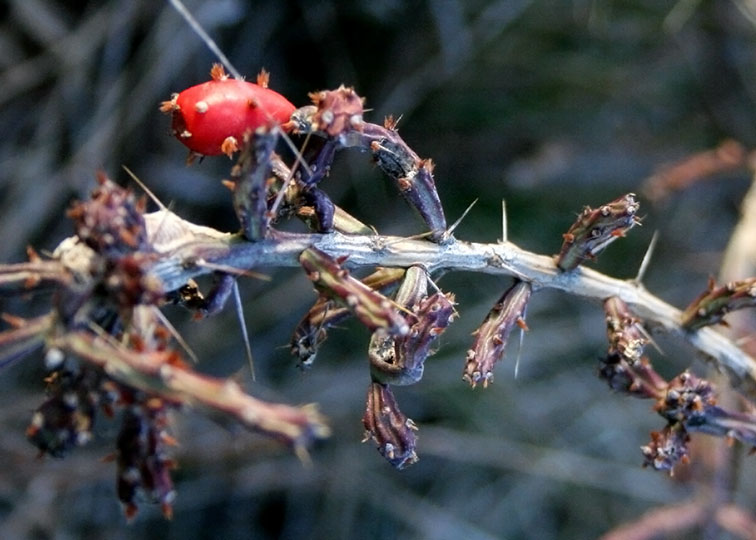 Image described below