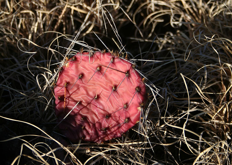 Image described below