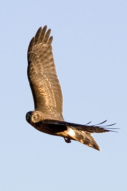 Image described below