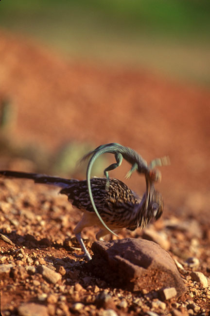 Image described below