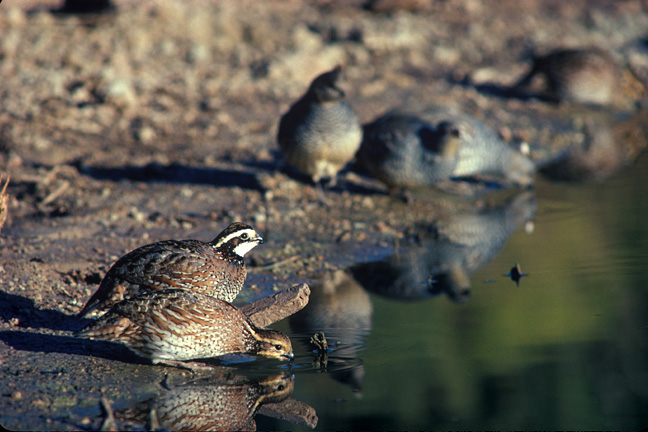 Image described below